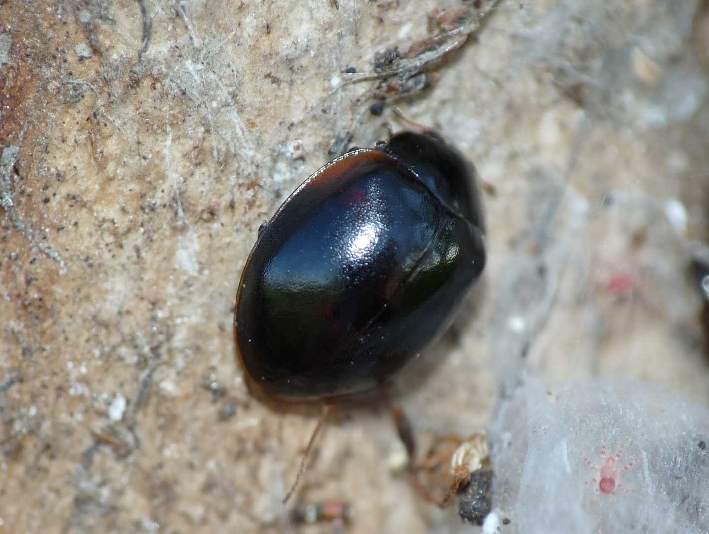 Coccinelle: non lo so!... ma credo Oenopia conglobata nera